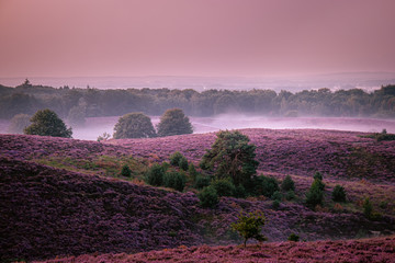 Posbank national park Veluwezoom, blooming Heather fields during Sunrise at the Veluwe in the Netherlands, purple hills of the Posbank