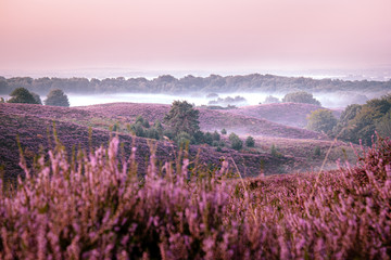 Posbank national park Veluwezoom, blooming Heather fields during Sunrise at the Veluwe in the Netherlands, purple hills of the Posbank