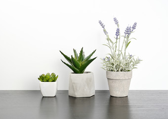 three ceramic pots with plants on a black table