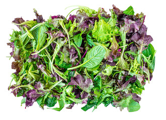 Mix fresh leaves of arugula, baby cos lettuce, spinach and  beets for salad isolated on a white...