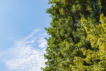 Tree and leafs in beautiful green nature garden, natural color background