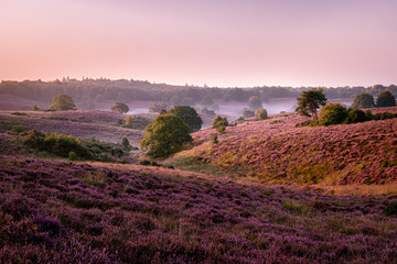 Posbank national park Veluwezoom, blooming Heather fields during Sunrise at the Veluwe in the Netherlands, purple hills of the Posbank