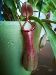 Nepenthes