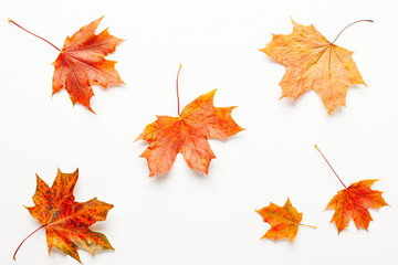 Autumn composition with maple leaves on white background. Autumn leaves background.  Flat lay, copy space.