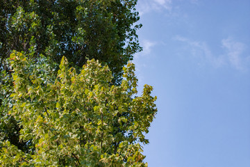 Tree and leafs in beautiful green nature garden, natural color background