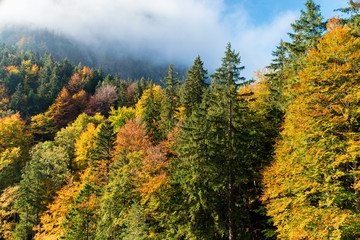 Colorful autumn forest in the mountains in the morning sun in the clouds
