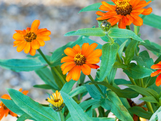 (zinnia angustifolia) Single zinnia or narrowleaf zinnia bright orange corollas
