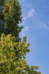 Tree and leafs in beautiful green nature garden, natural color background