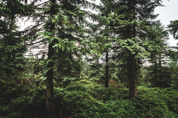 Fototapeta premium Green forest in moody weather in Jizera mountain, Czech republic