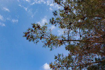 Tree and leafs in beautiful green nature garden, natural color background
