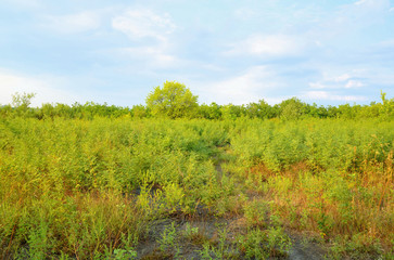 Fototapeta premium Glade consists of low bushes against a blue cloudy sky.
