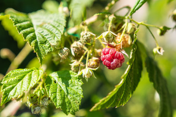 Beeren am Strauch