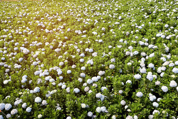 Top View of Hydrangea flower garden with sunrise background. Nature concept.