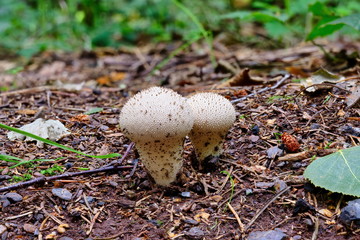 Mushroom Lycoperdon perlatum growing in forest