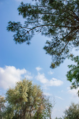 Tree and leafs in beautiful green nature garden, natural color background