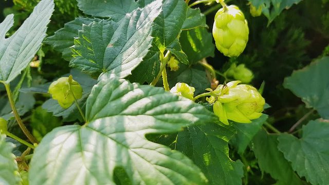 hop cones Humulus lupulus (common hop or hops) late summer