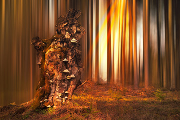 tree © Bogdan