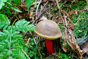 Xerocomellus chrysenteron mushroom in forest