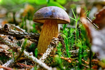 Imleria badia (Boletus badius) in forest