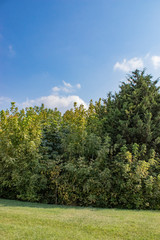 Tree and leafs in beautiful green nature garden, natural color background