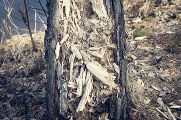 The rotten trunk of pine tree on the bank of the river in the forest.