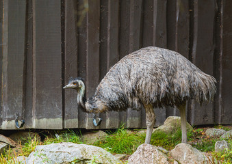 Emu na polanie