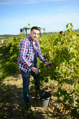 handsome man farmer in vine, harvesting ripe grape during wine harvest season in vineyard