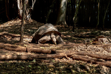 Giant Tortoise from Prison Island