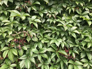 Fototapeta premium green leaves background