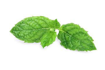 fresh mint leaves isolated on white background