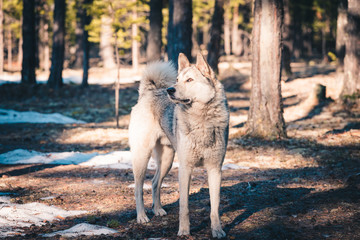 Stray dog mongrel walks through the woods in search of food.