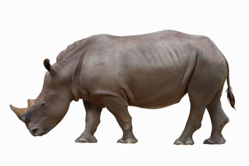 Obraz premium Rhinoceros isolated on white background.
