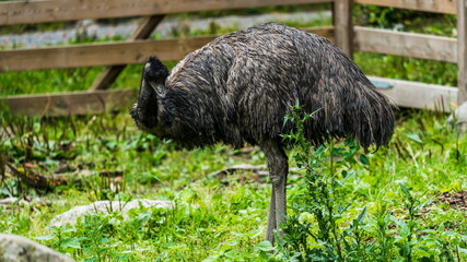 Emu na polanie © Dreamnordno