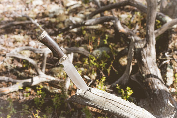 Long knife for hiking and traveling stuck in fallen tree in the forest.