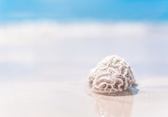 Dead coral thrown out by waves on a sandy beach