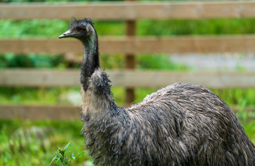 Emu na polanie