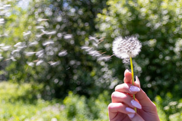Fototapeta premium Happy beautiful woman blowing dandelion over sky background, having fun and playing outdoor, teen girl enjoying nature, summer vacation and holidays, young pretty female holding flower, wish concept