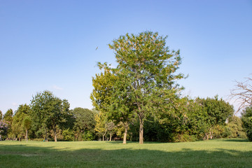 Tree and leafs in beautiful green nature garden, natural color background