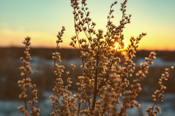 dry plant on the background of the sunset sky