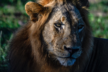 Lionshead