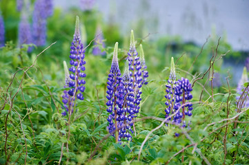 Wild lupins (Lupinus perennis) groing on side of road, Petite Riviere, Nova Scotia, Canada,