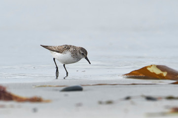 Semipalmated Sandpiper (Calidris pusilla)  Cherry Beach, Nova Scotia, Canada