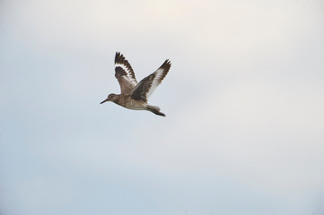 Obraz premium Willet (Catoptrophorus semipalmatus) in flight, Cherry Beach, Nova Scotia, Canada