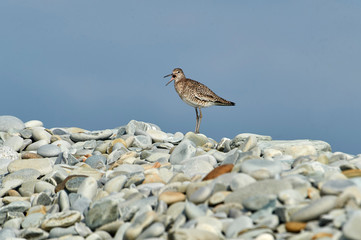 Willet (Catoptrophorus semipalmatus) perched on pebbles, Cherry Beach, Nova Scotia, Canada
