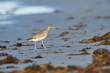 Willet (Catoptrophorus semipalmatus) foraging on beach Cherry Beach, Nova Scotia, Canada