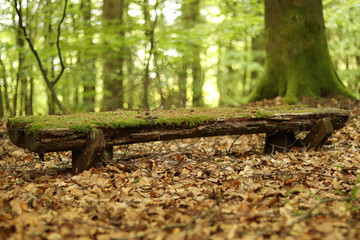 Old mossy wooden bench in the forrest with leaves on the ground