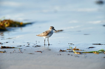 Semipalmated Sandpiper (Calidris pusilla), Cherry Hill Beach, Nova Scotia, Canada