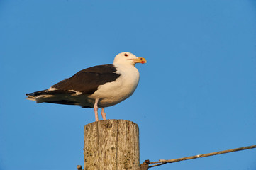 Great Black-backed Gull (Larus marinus)     perched on a post, Crescent Beach, Nova Scotia, Canada