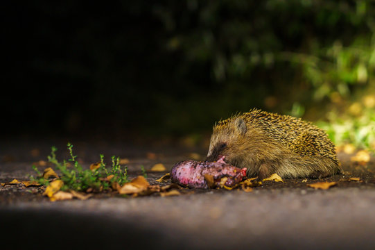Ein Igel fri&szlig;t in der Nacht Fleisch