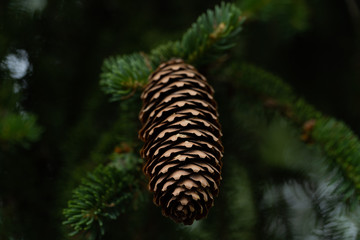 Close up of a fir cone in front of a big tree